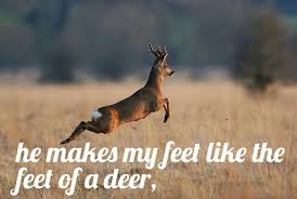 deer